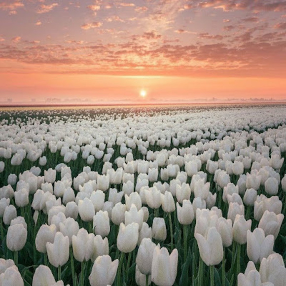 Meet your Posher, Marian - Picture 1 of 1